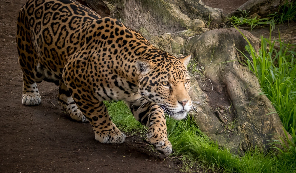 Грациозный леопард охотится за добычей