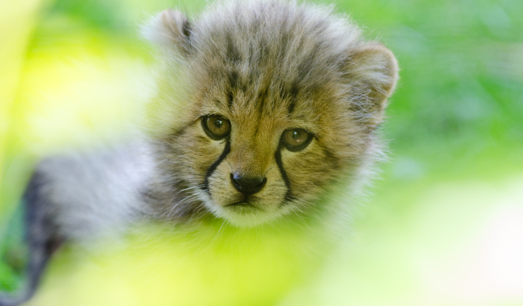 Грустная морда маленького леопарда