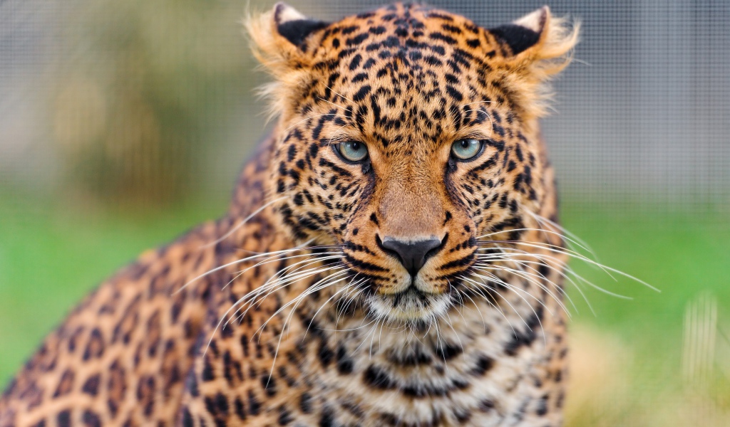 Задумчивая морда леопарда 