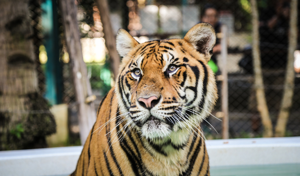 Тигр смотрит заинтересованным взглядом 
