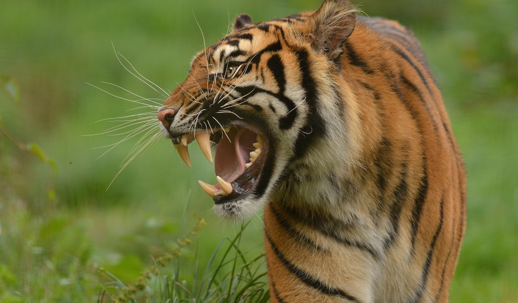 Тигр с грозным оскалом идет по зеленой траве