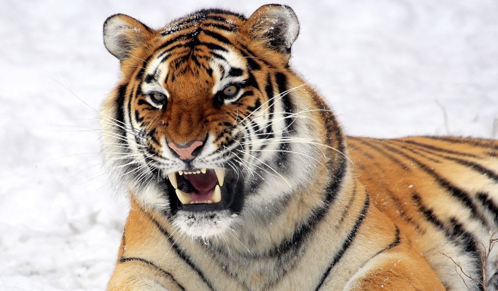Тигр с грозным оскалом лежит на снегу