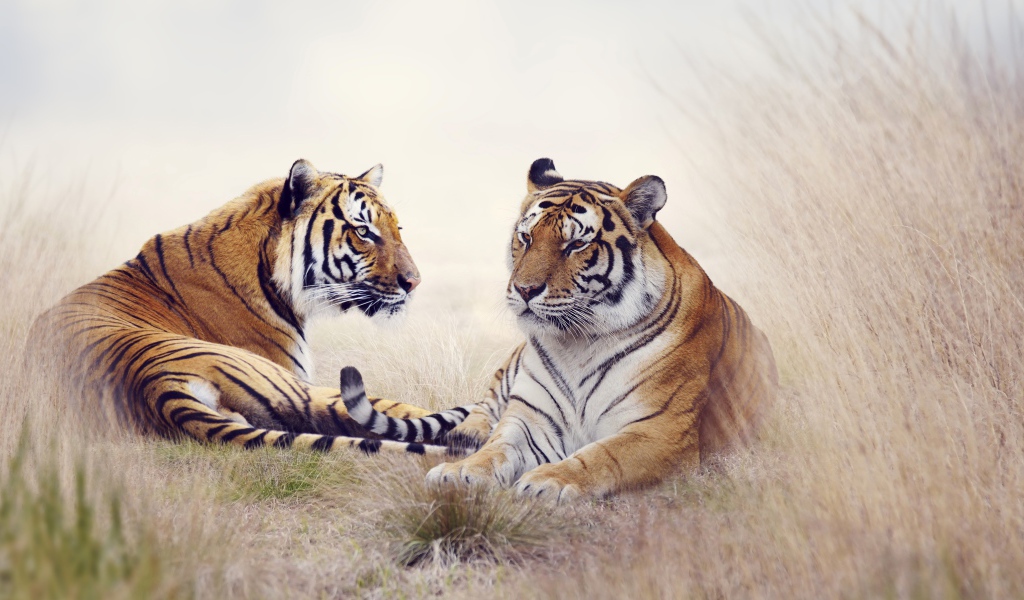 Пара тигров лежит на траве 