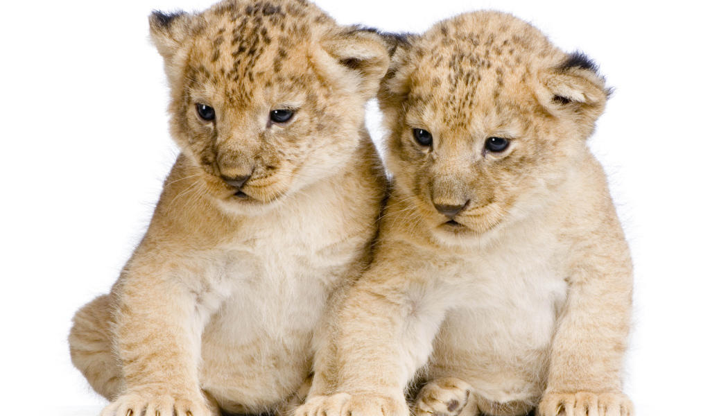 Два милых маленьких львенка на белом фоне