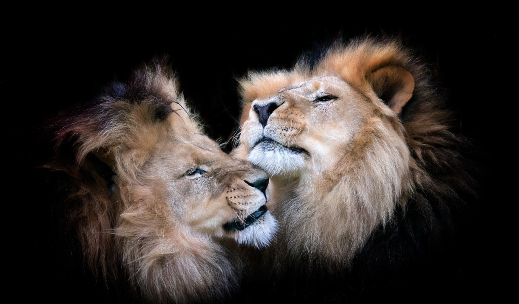 Две морды львов на черном фоне