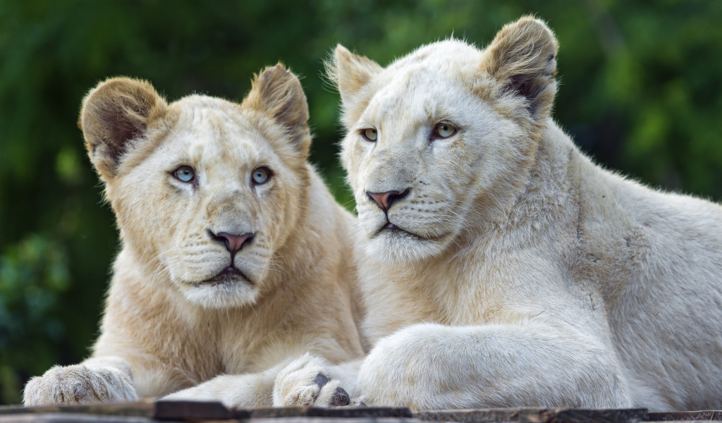 Две белых львицы с голубыми глазами 