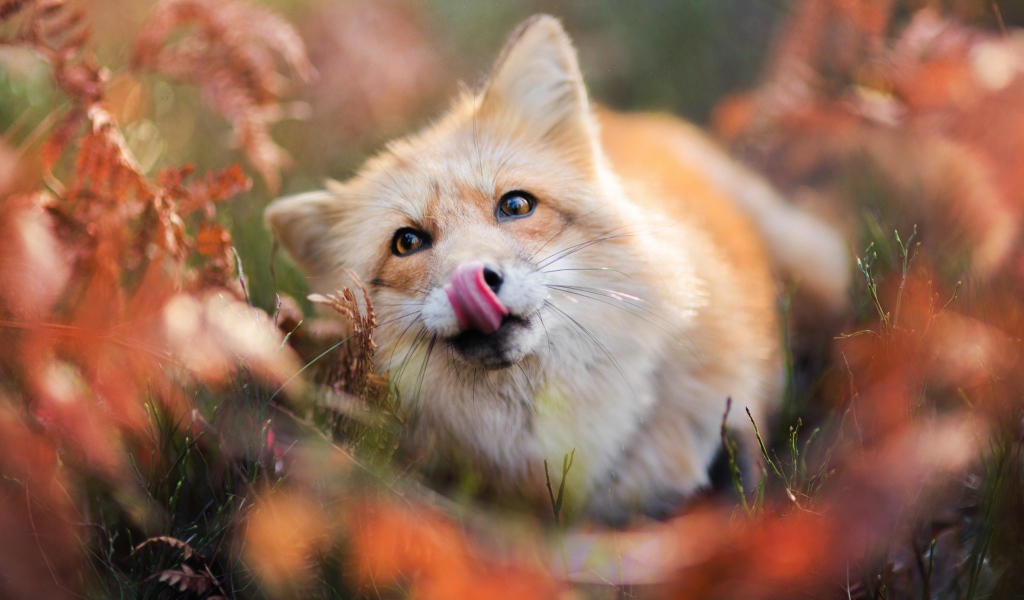 Забавная рыжая лиса с высунутым языком