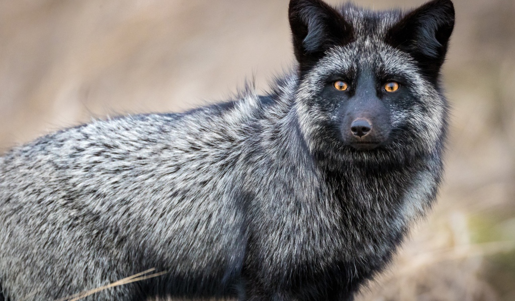 Beautiful fox fox with yellow eyes