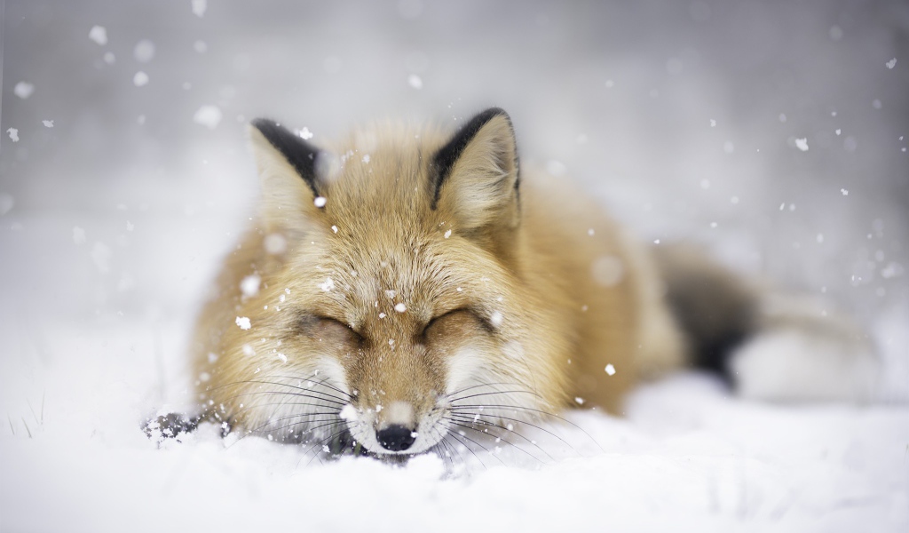 Лиса спит на белом снегу 