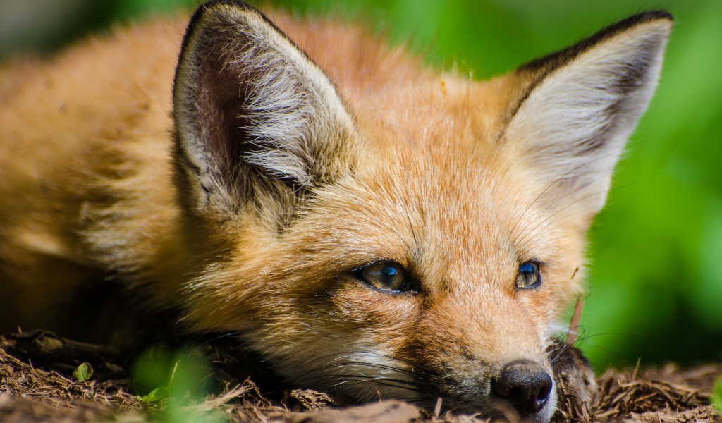 Лиса с грустной мордой лежит на сухой траве