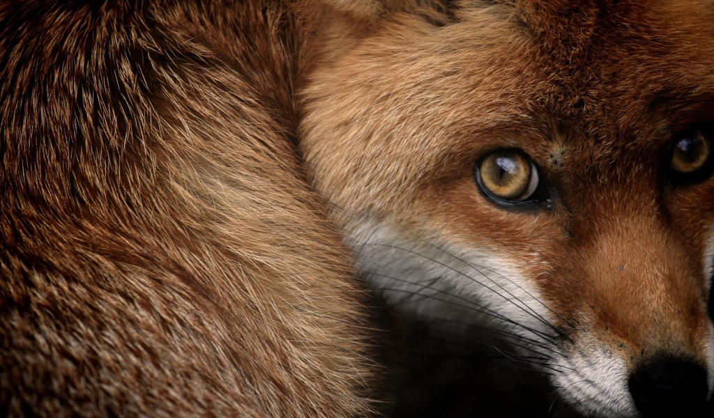 Испуганный взгляд рыжей лисы 