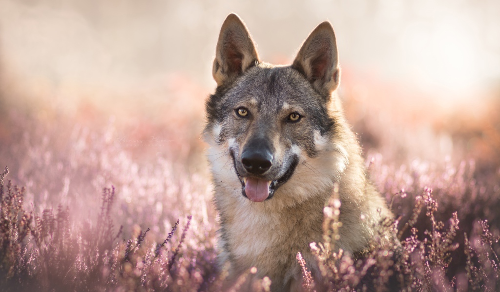 Gray wolf with his tongue out in lavender colors
