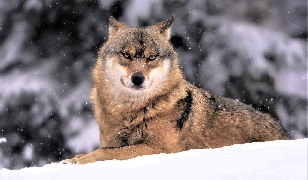 Большой волк лежит на белом снегу