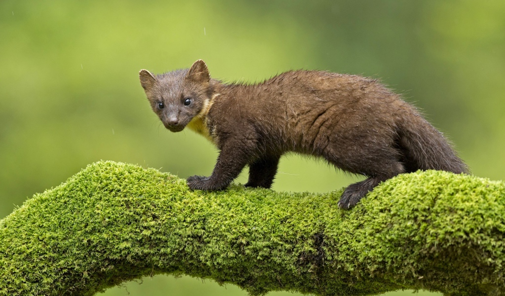 Куница стоит на покрытой мхом ветке дерева 