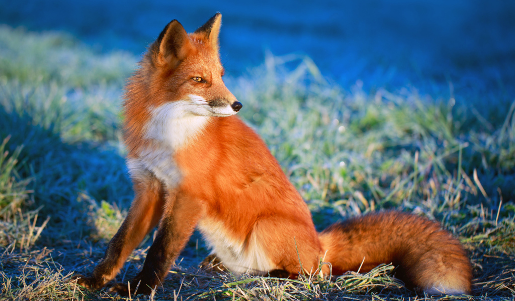 The sly look of the red fox