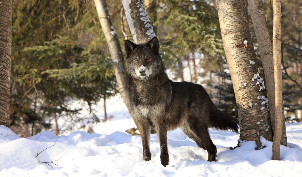 Волк стоит на холодном белом снегу в зимнем лесу