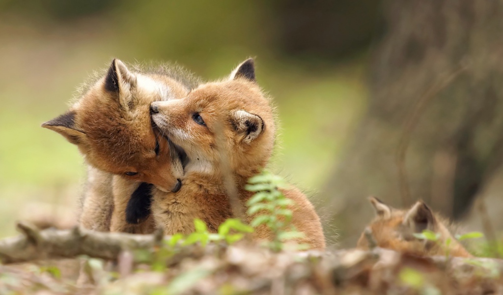 Два забавных играющих лисенка в лесу