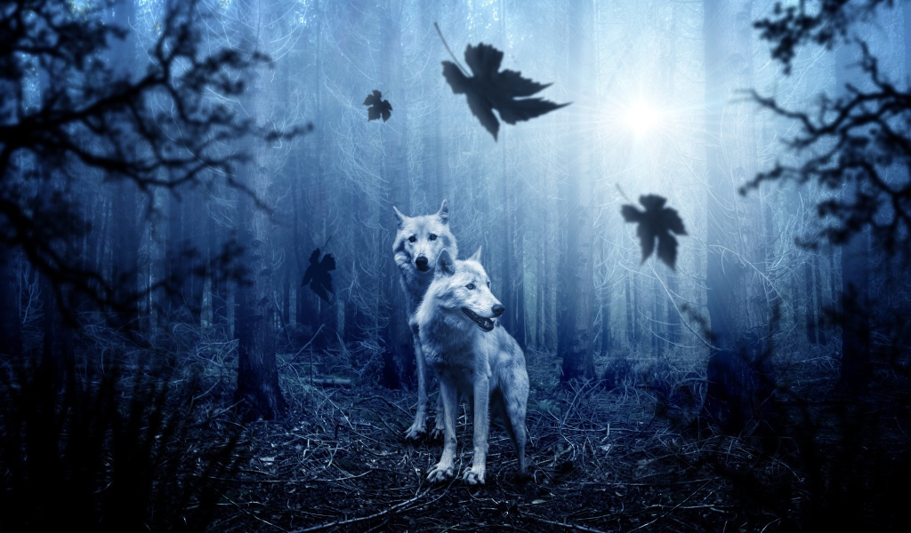 Two wolves in a dark damp forest