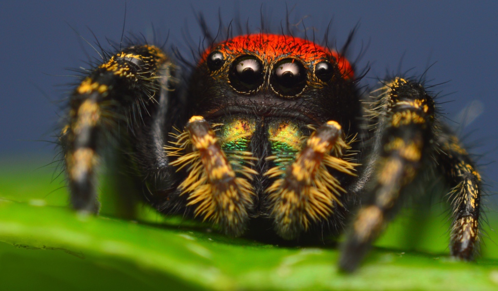 Паук скакун с большими глазами, макросъемка