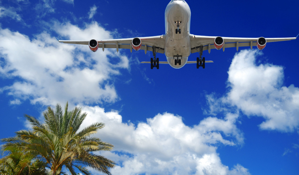 Лайнер Embraer пролетает над пальмами 