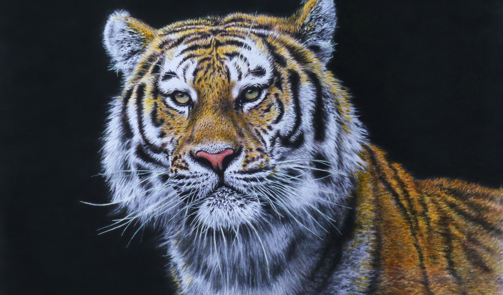 Красивый нарисованный тигр на черном фоне