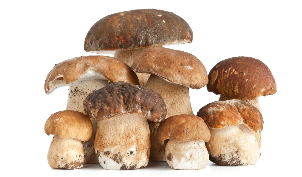 Много грибов на белом фоне крупным планом