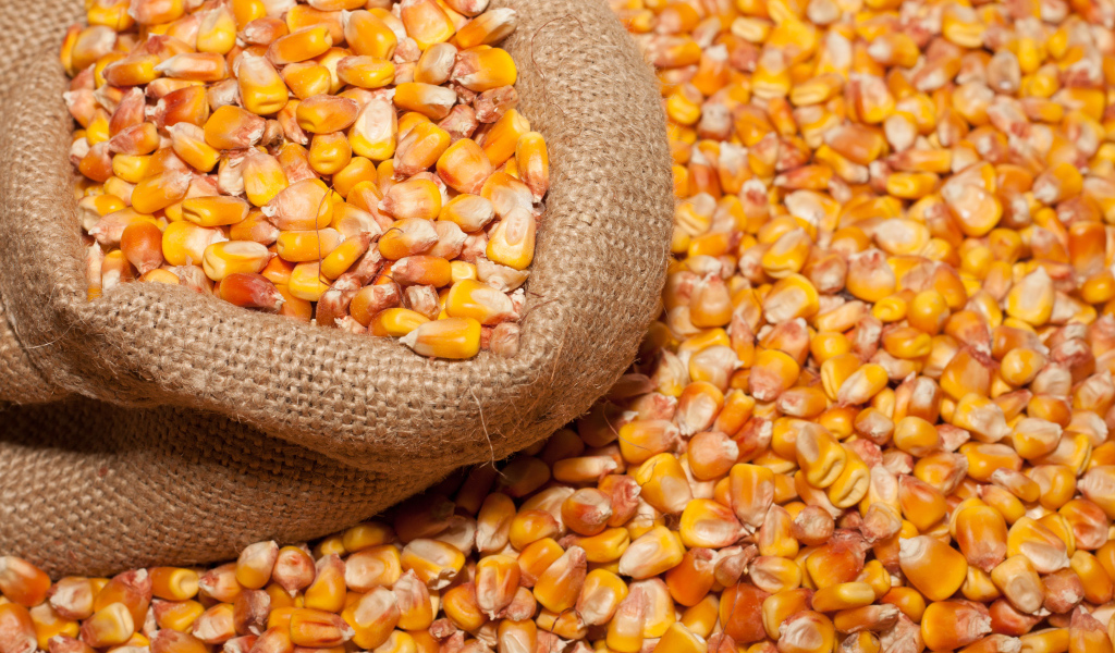 Кукурузные зерна в мешке крупным планом