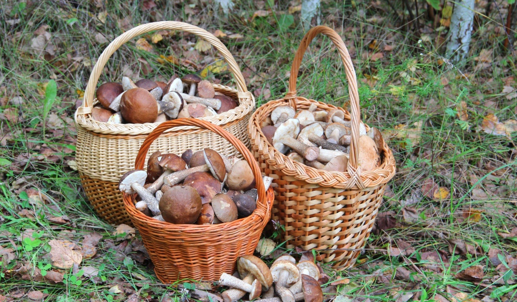 Три корзины с грибами в лесу