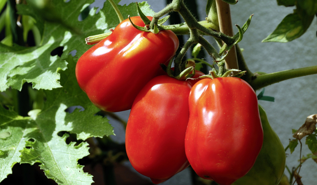 Три красных свежих помидора на грядке крупным планом