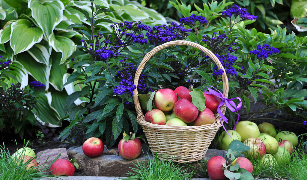 Яблоки в корзине рядом с синими садовыми цветами