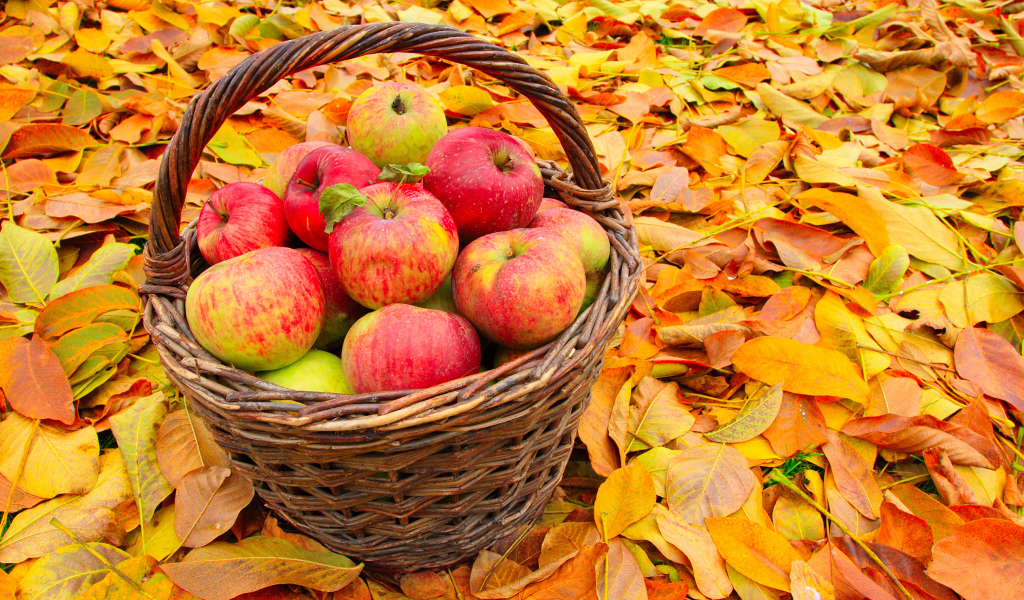 Корзина красивых красных яблок стоит на желтой опавшей листве осенью