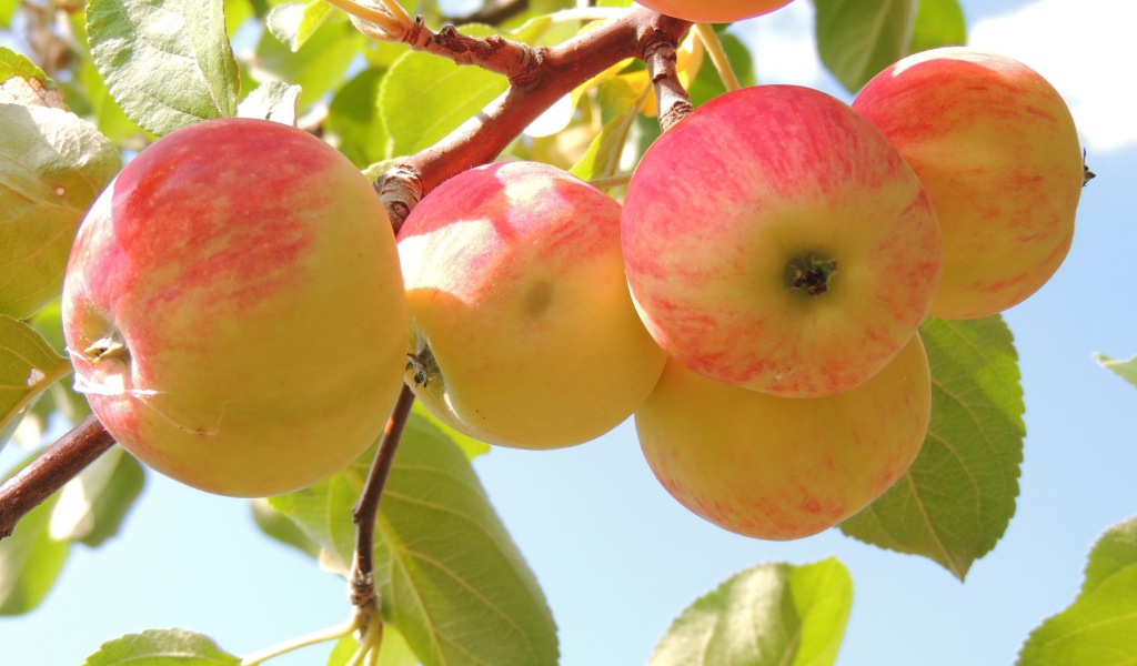 Красивые красные яблоки на ветке в саду