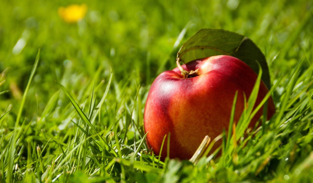 Большой красный нектарин в зеленой траве 