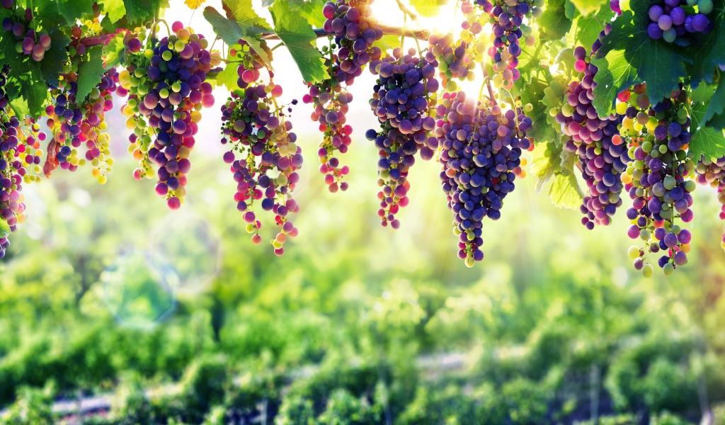 Синий виноград  спеет на солнце