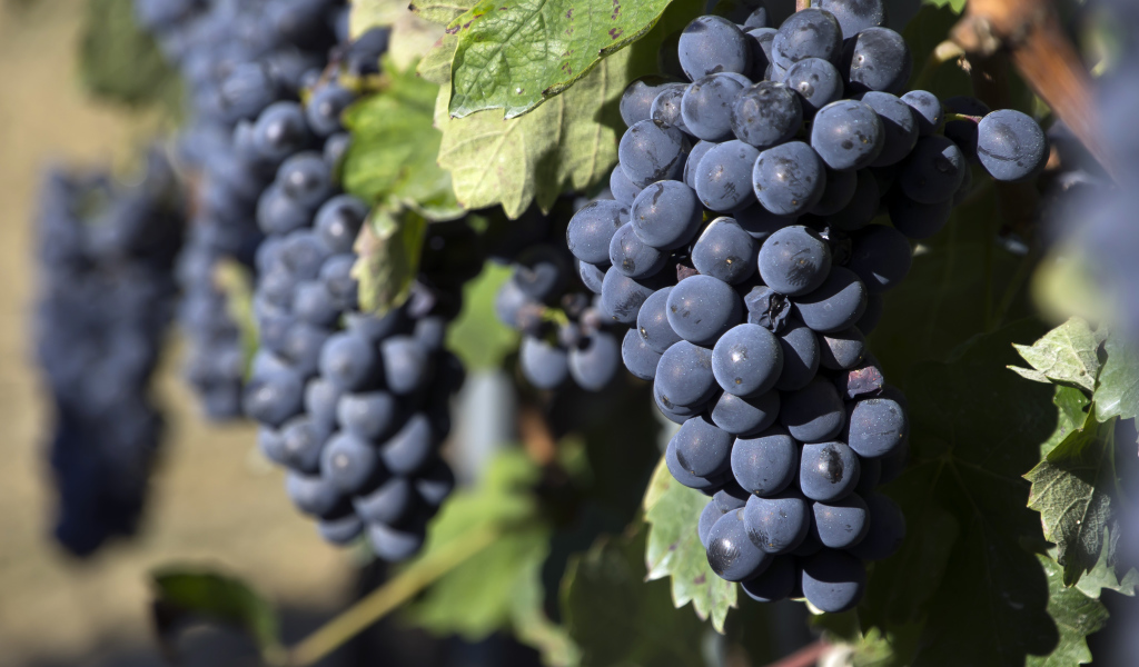 Гроздья спелого синего винограда 