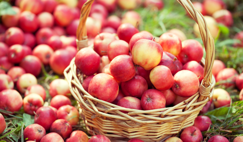 Большая корзина с красивыми красными яблоками 