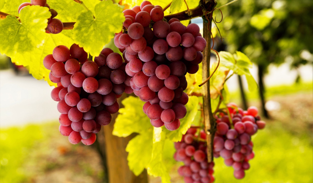 Большие гроздья розового винограда в зеленой листве