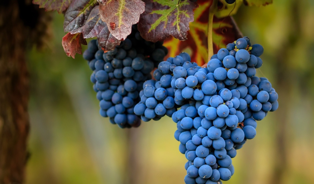 Большие гроздья спелого синего винограда 