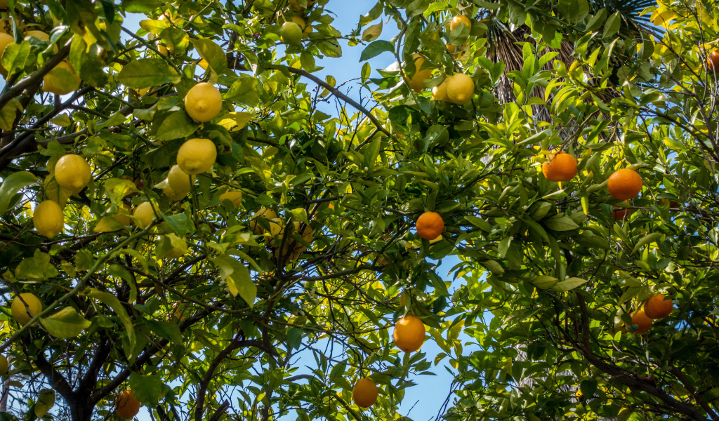 Деревья со спелыми апельсинами и лимонами