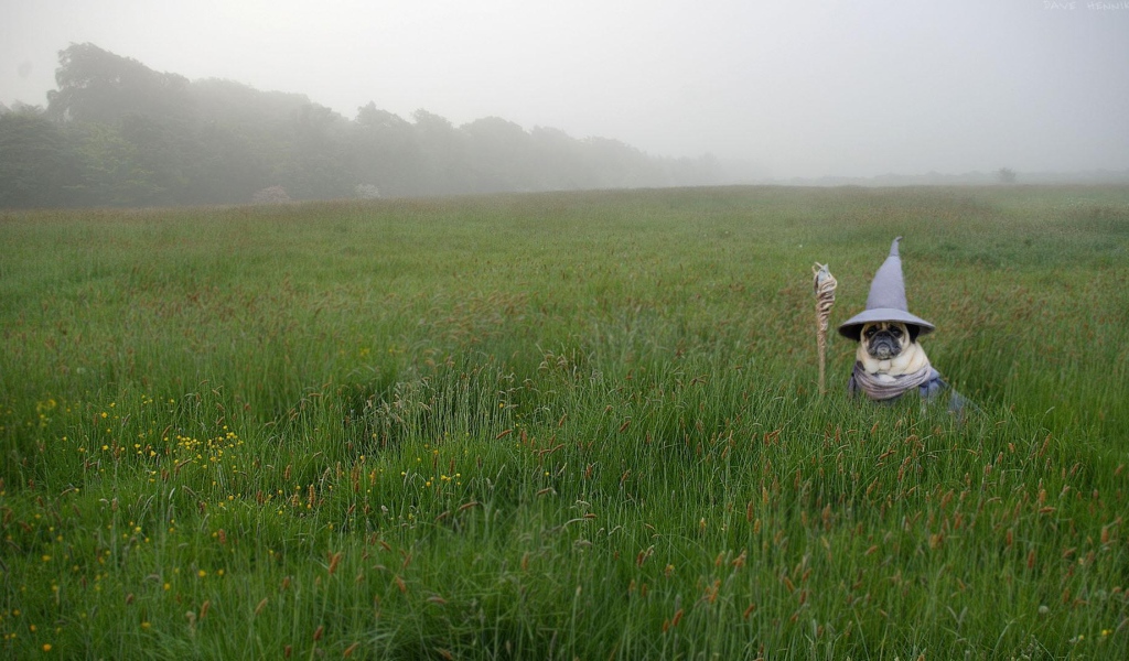 Мопс в костюме Гендальфа в зеленой траве 