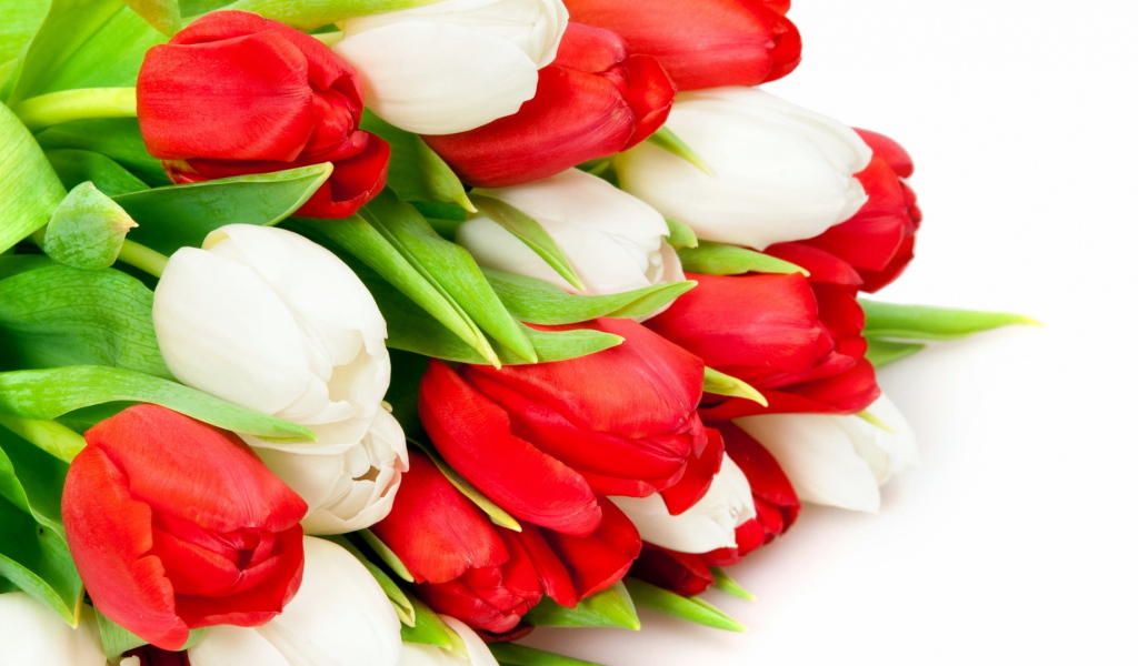 Букет из красных и белых тюльпанов на 8 марта 