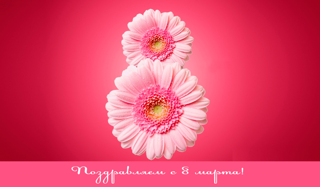 Восьмерка из гербер на 8 Марта