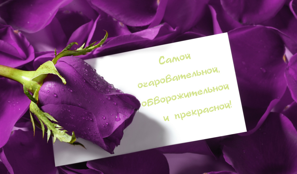 Сиреневая роза любимой девушке на 8 марта