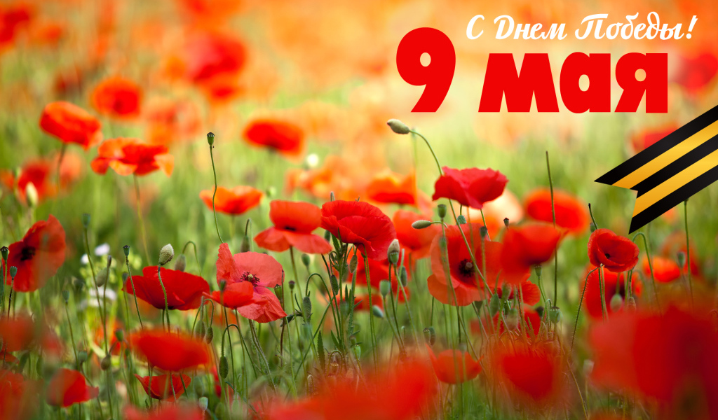 Открытка с полевыми маками на 9 мая  