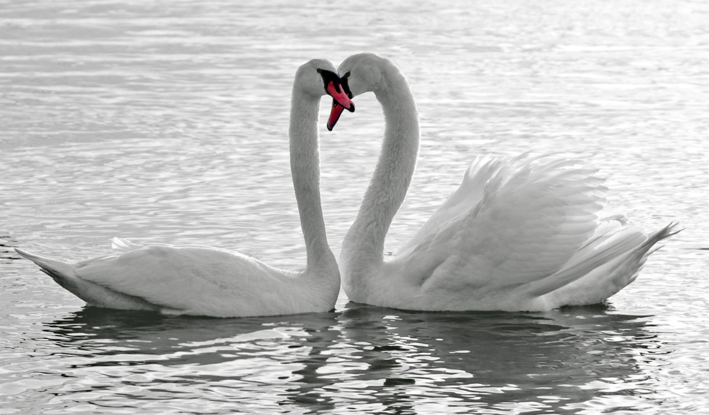 Влюбленная пара белых лебедей 