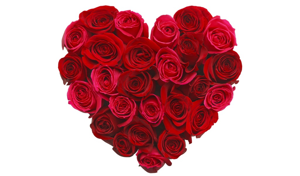 Сердце из красивых красных роз на белом фоне