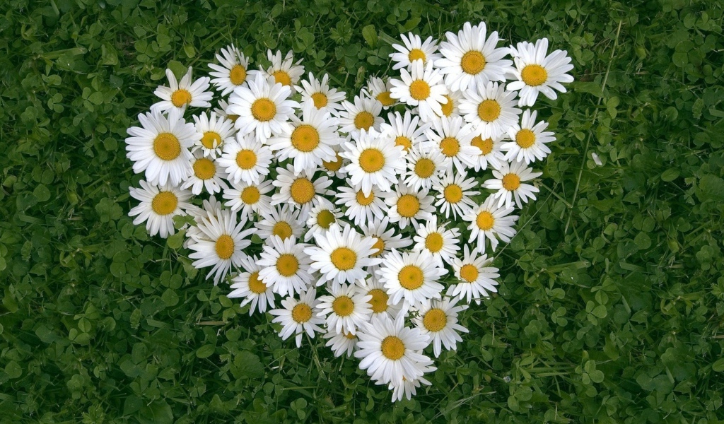 Сердце из белых цветов ромашки на зеленой траве