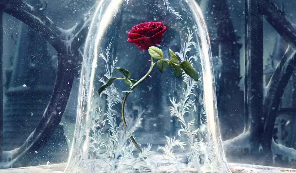 Алая роза фильм Красавица и чудовище 2017 