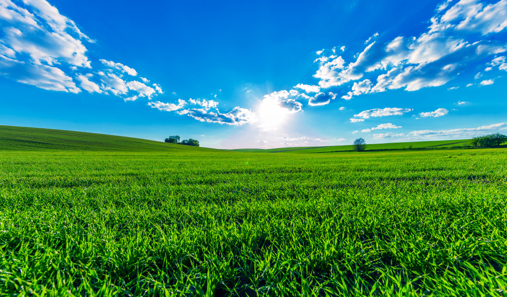 Зеленое поле под ярким солнцем в красивом голубом небе