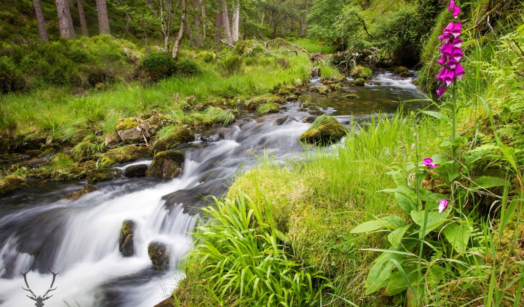 Сиреневый цветок растет на берегу у лесного ручья
